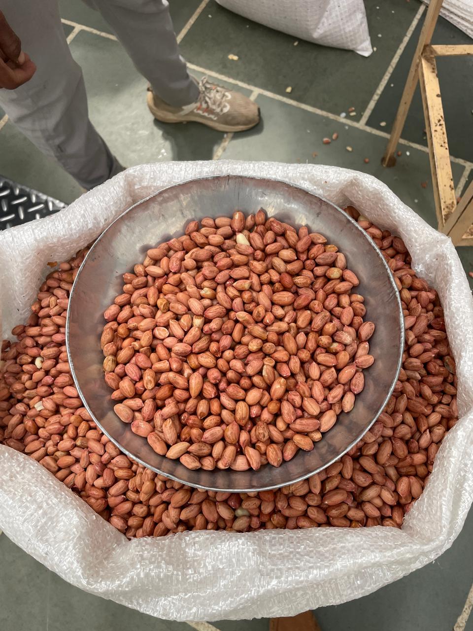 Indian groundnut kernels being graded for export